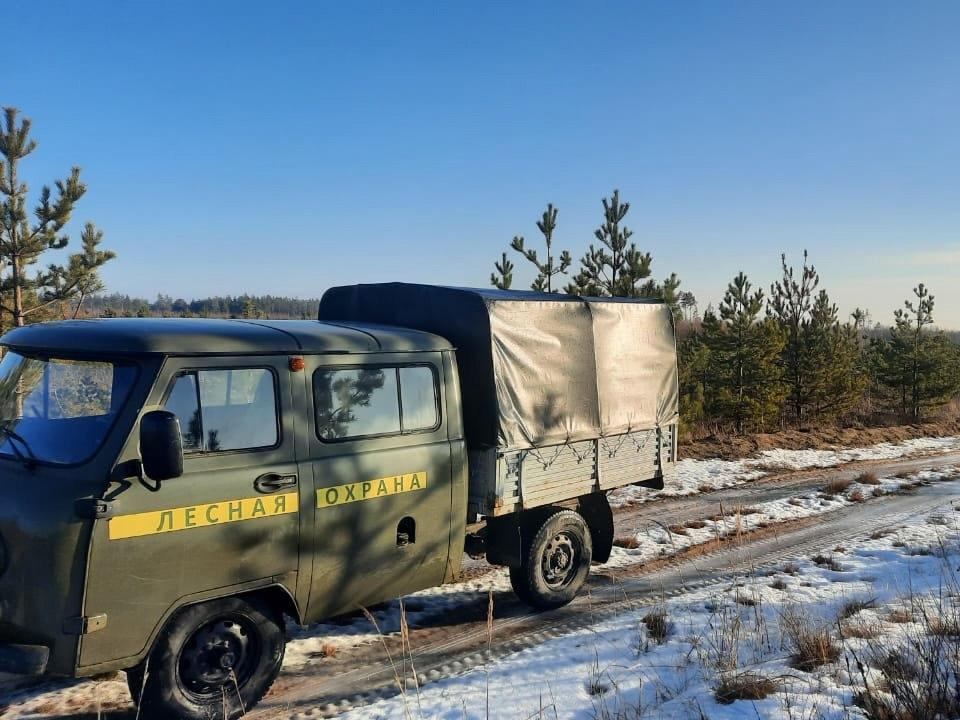 Лесничие в Луховицах не допустили незаконных рубок молодых елей