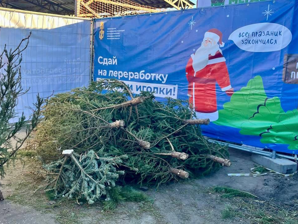 Сдать новогодние деревья на переработку коломенцы смогут до 10 февраля