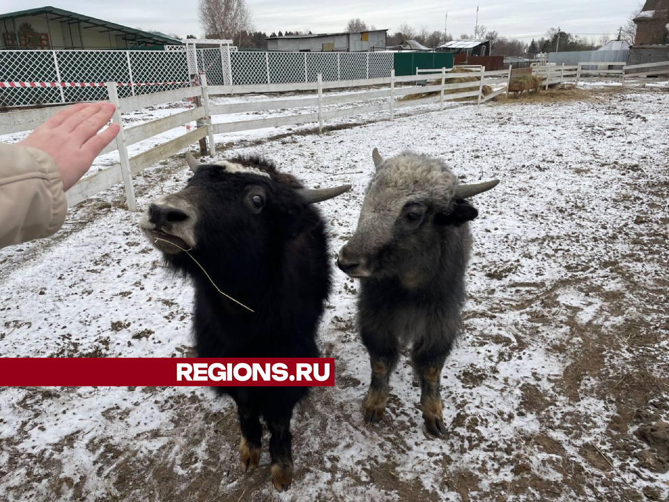 Верующие подарили монастырскому мини-зоопарку под Дмитровом яков Олю и Мишу