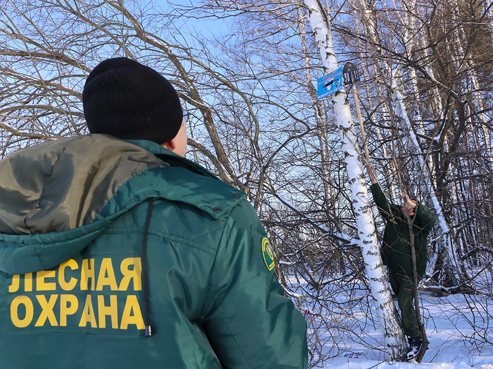 В лесах под Истрой убрали незаконную рекламу