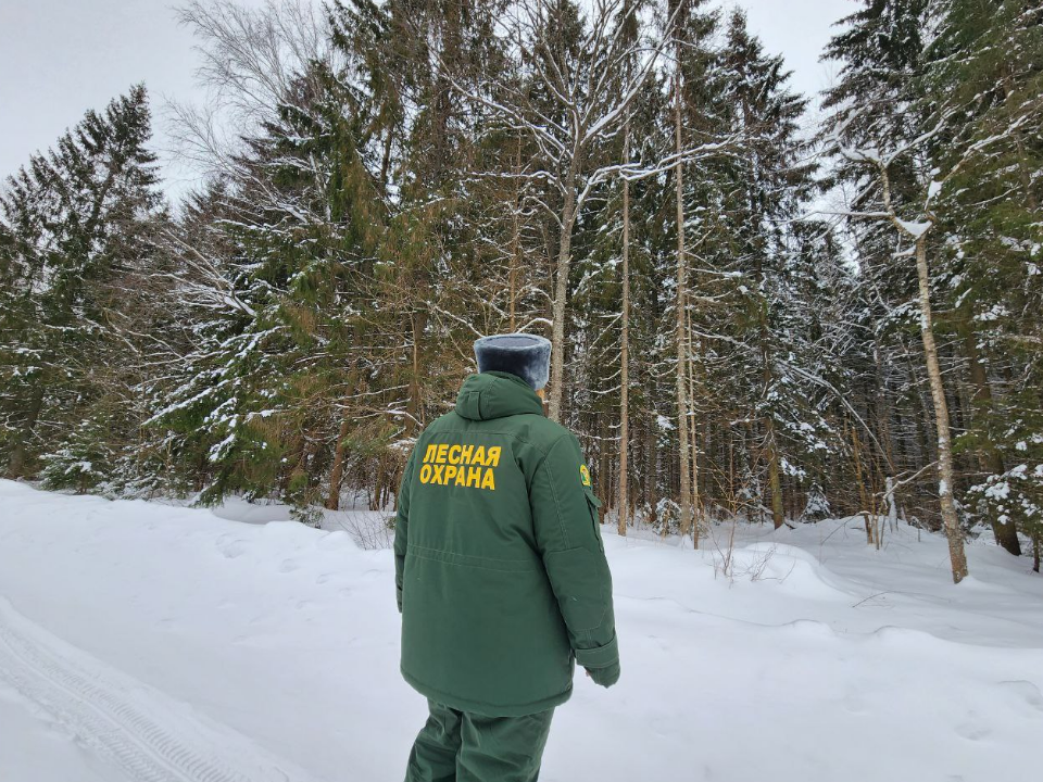 Заповедный лес вблизи Преснецова под Можайском получил статус охранной зоны