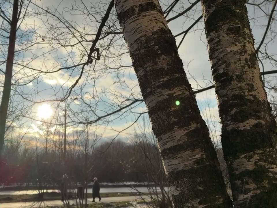 Вандалы ободрали деревья на Кутузовской улице