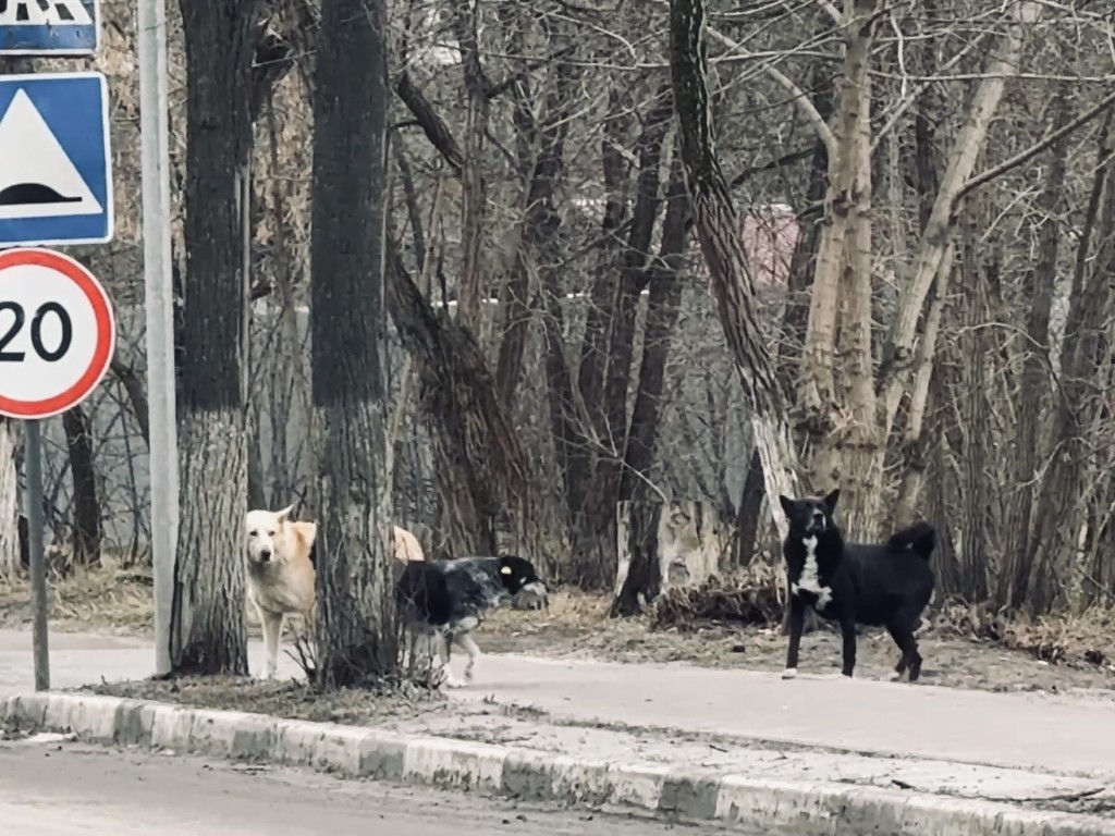 На юго-востоке Московской области выявлен случай бешенства у погибшего животного