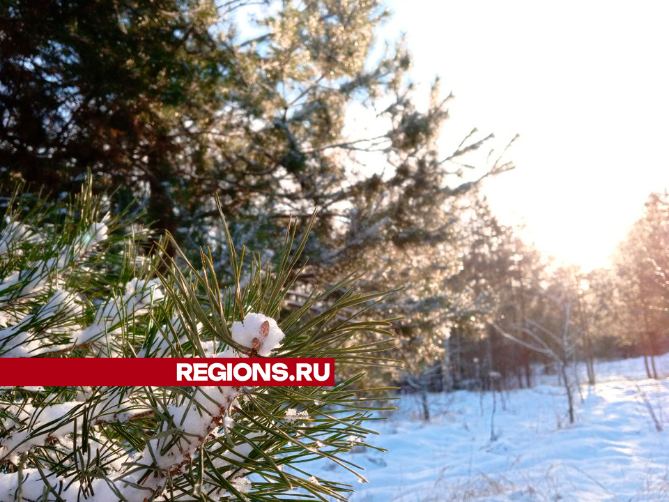 Фотографиями зимней природы егорьевцам предложили поделиться в лесном чате