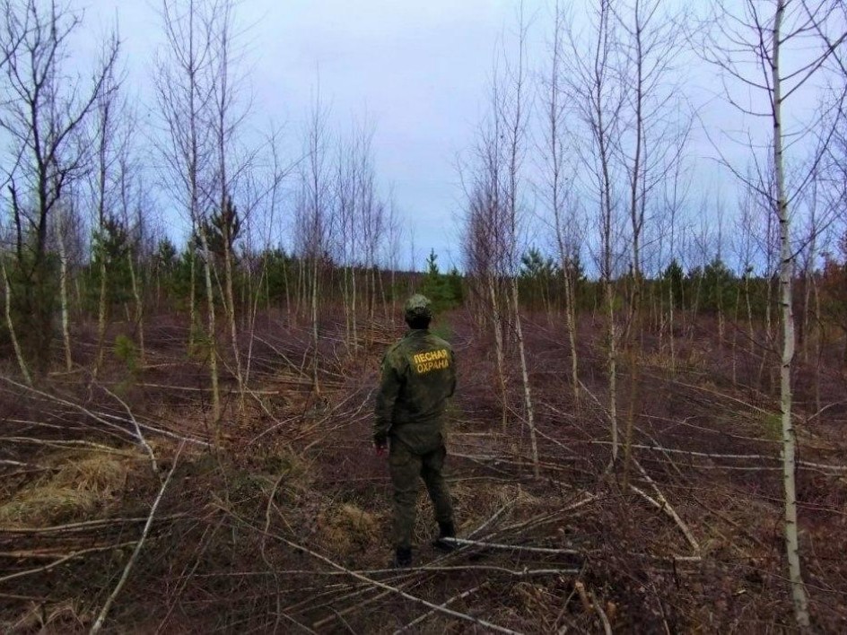 В подмосковных лесах уничтожат нежелательную растительность