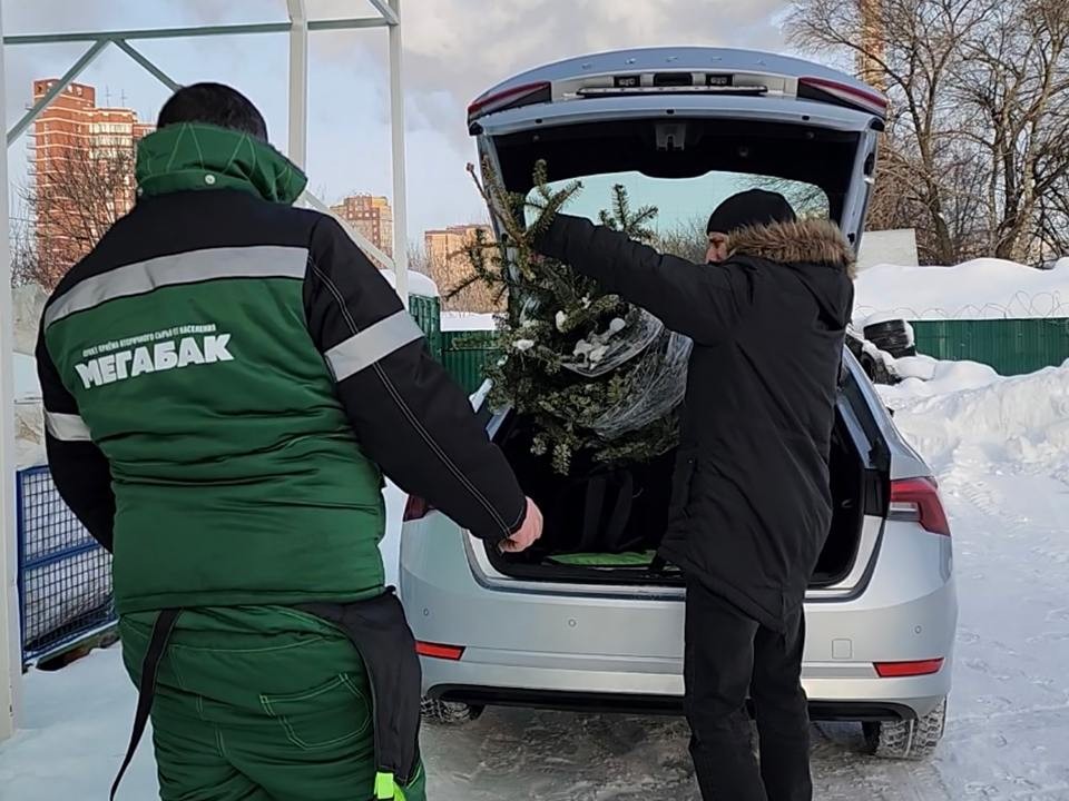 Акция по сдаче новогодних елок на переработку стартовала в Богородском округе