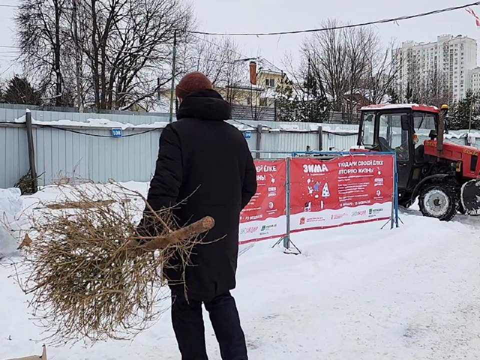 В Красногорске работает шесть пунктов приема новогодних елей для переработки