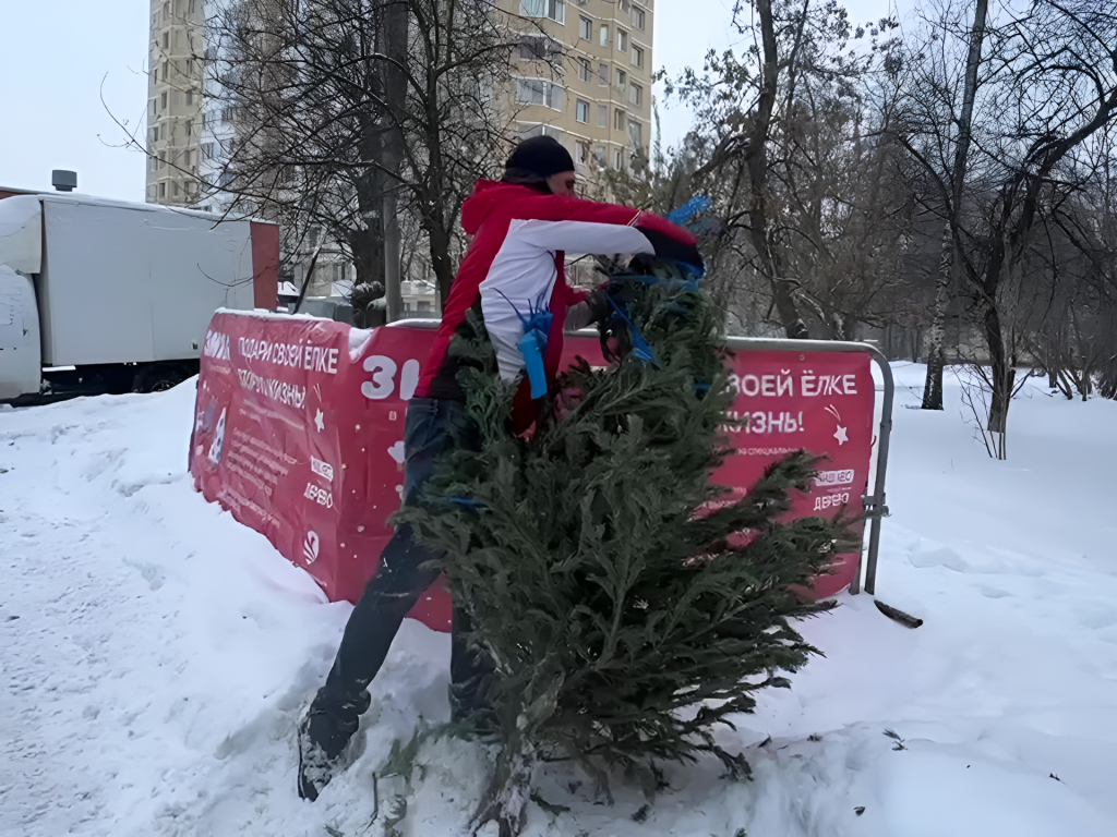 Куда сдать новогоднее дерево на переработку в Протвине