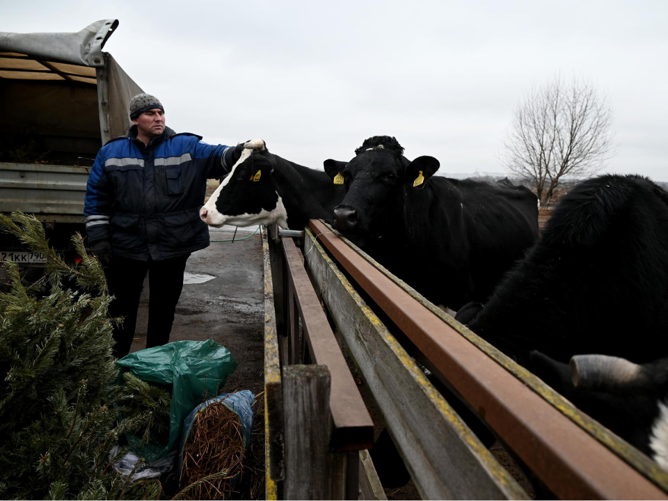 Собранные в Ленинском округе елки отправили на ферму в селе Остров