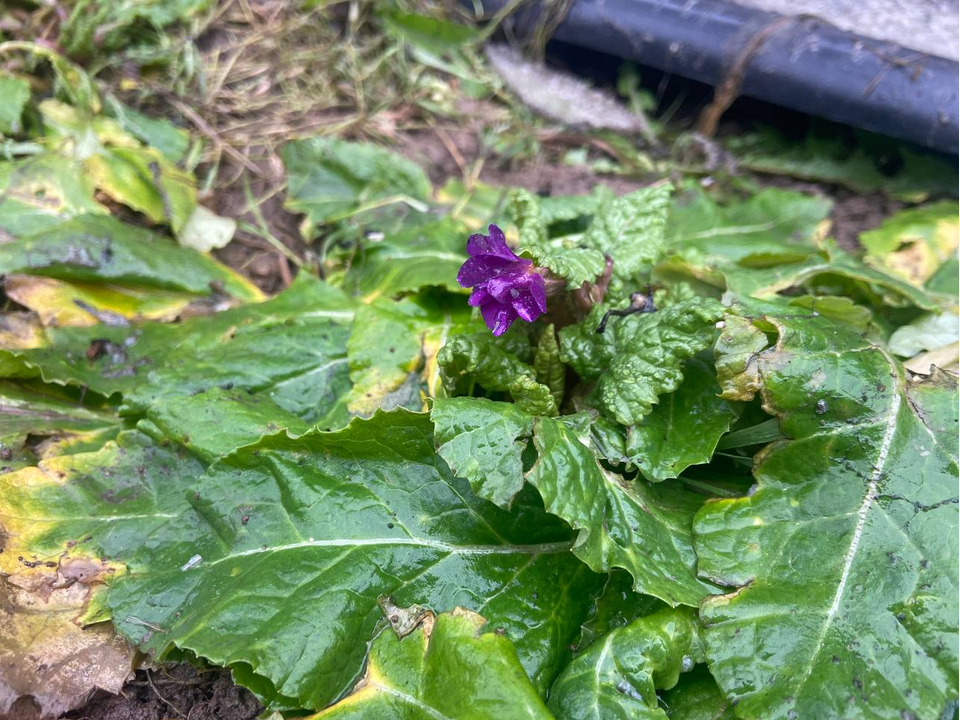 Примула распустилась на участке жительницы Серебряных Прудов в конце января