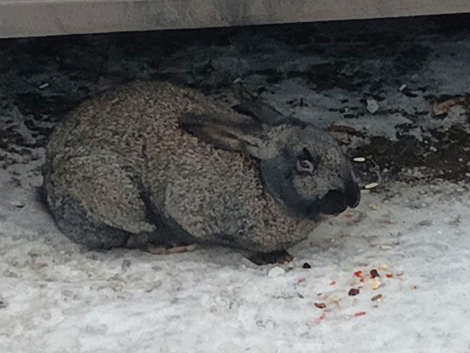 В Звенигороде ищут хозяев потерявшегося кролика