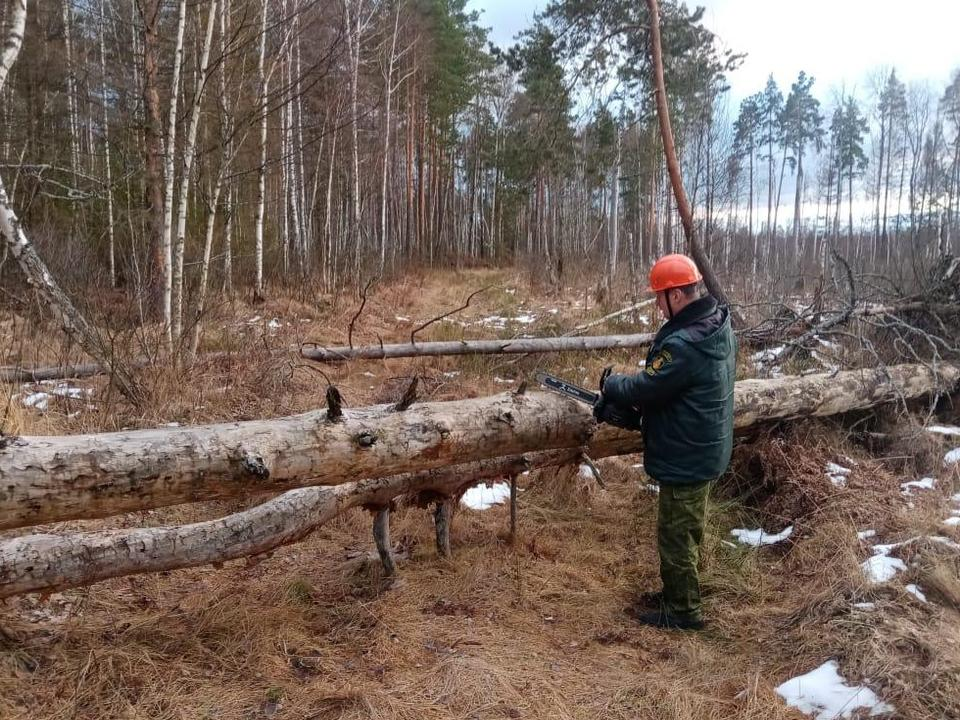 Луховицкие лесничие освободили грунтовую дорогу от упавших деревьев