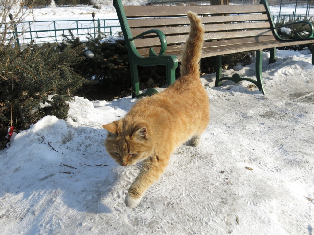 В Ступине ищут сбежавшего кота Пирожка