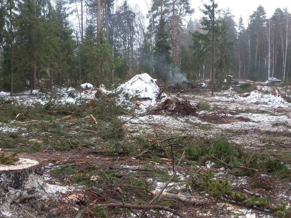 Сплошные санитарные рубки деревьев провели в лесах округа