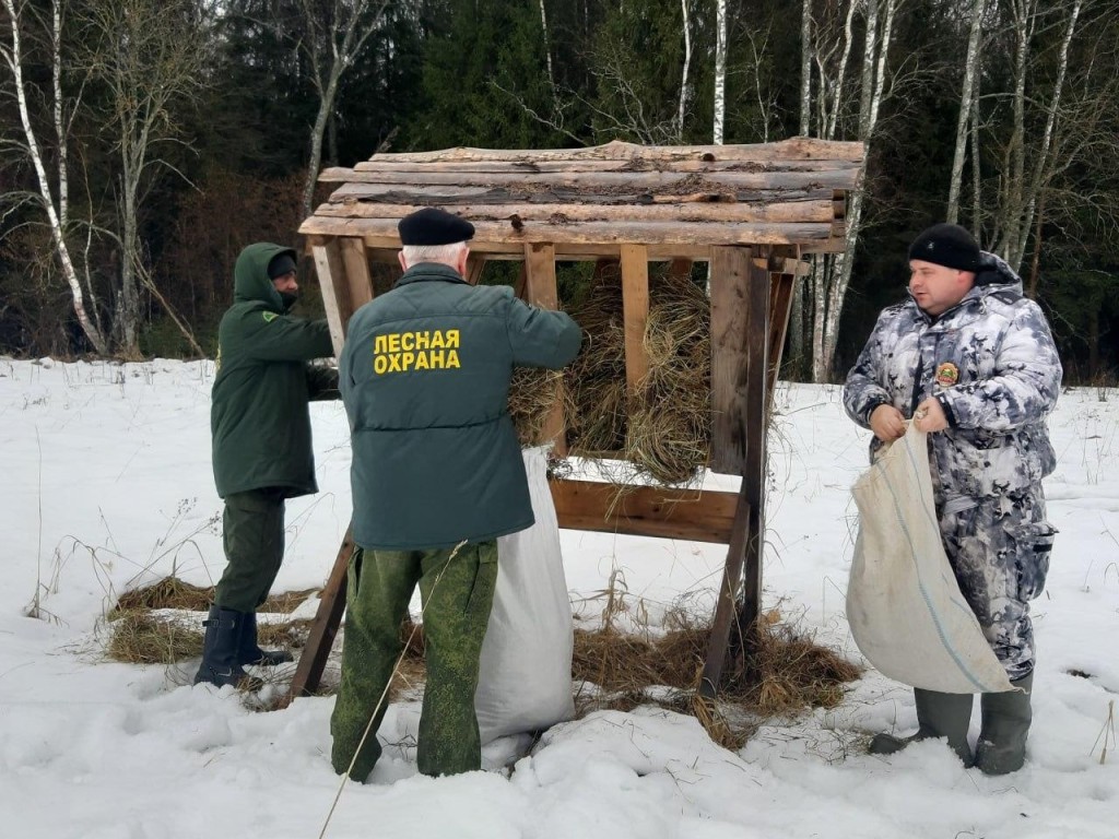 Лесничие подкармливают лосей и косуль в Рузском округе