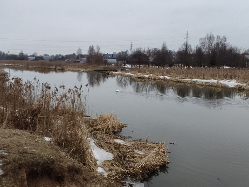 Одинокого белого лебедя заметили жители на Клязьме