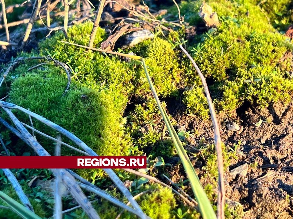 Из-за аномально теплой зимы на юге Подмосковья урожай клубники под угрозой