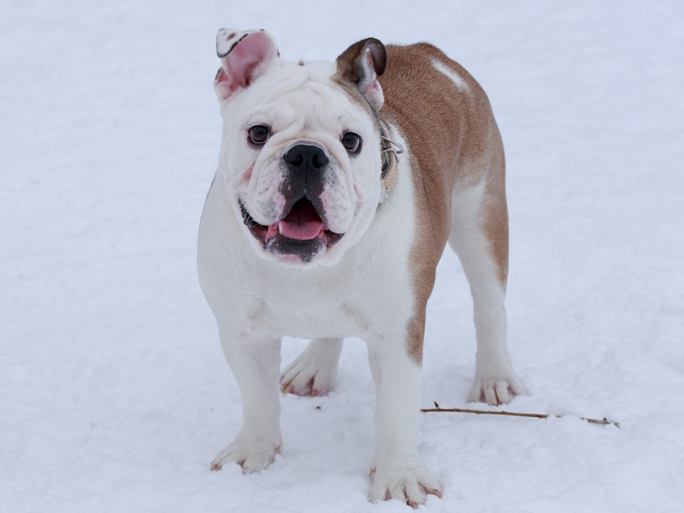 В Талдомском округе ищут английского бульдога, которому нужна помощь