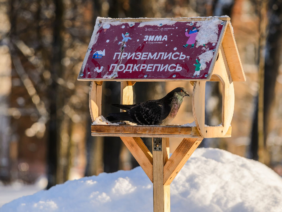 Жителей Дубны пригласили в парки, чтобы изучить повадки птиц