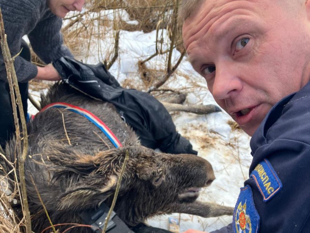 Беременную лосиху спасатели вытащили из полыньи в Талдомском округе