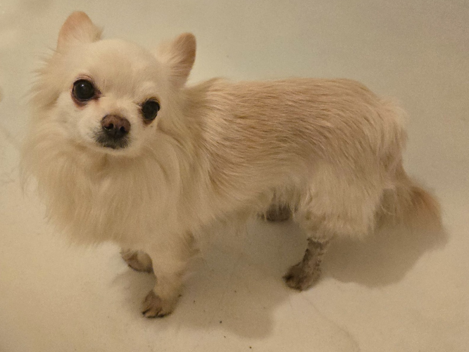 Пса по кличке Мэник, сбежавшего от взрыва петарды в Дзержинском, нашли и вернули домой