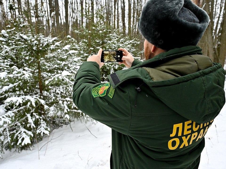 Лесничие обнаружили незаконную рубку молодых елей