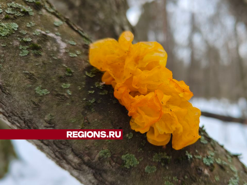 Грибник из Дзержинского рассказал, где можно собрать зимние опята и весеннюю дрожалку