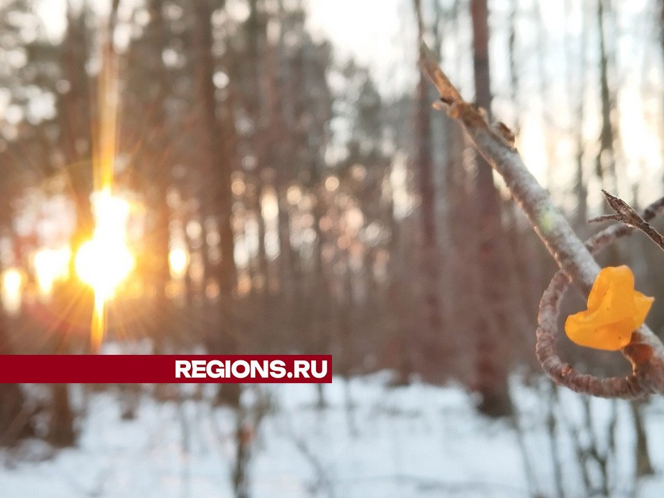 Грибы-дрожжалки пошли в лесах Воскресенска