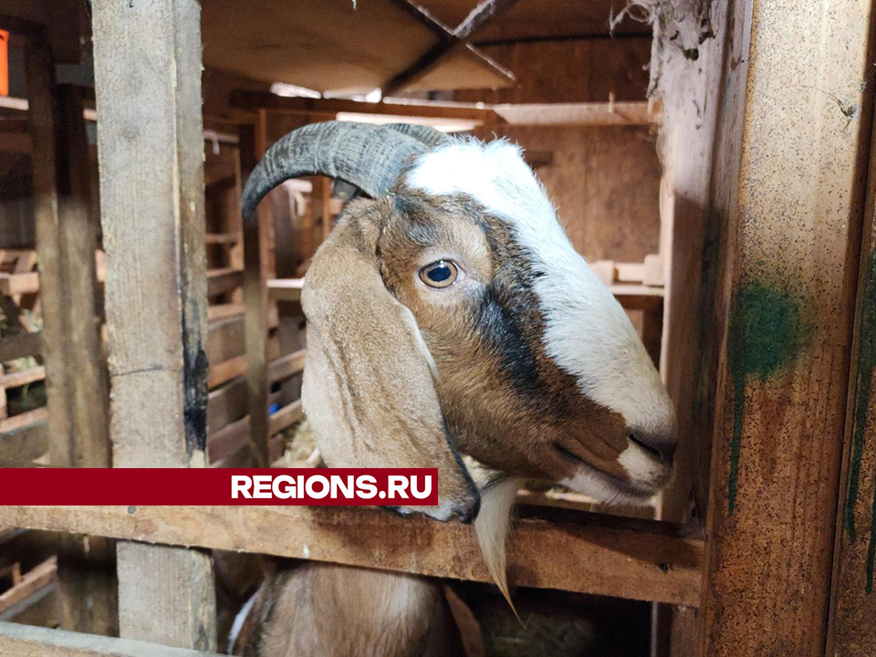 Благодаря козе, найденной в лесу, в Волоколамске появилась новая ферма