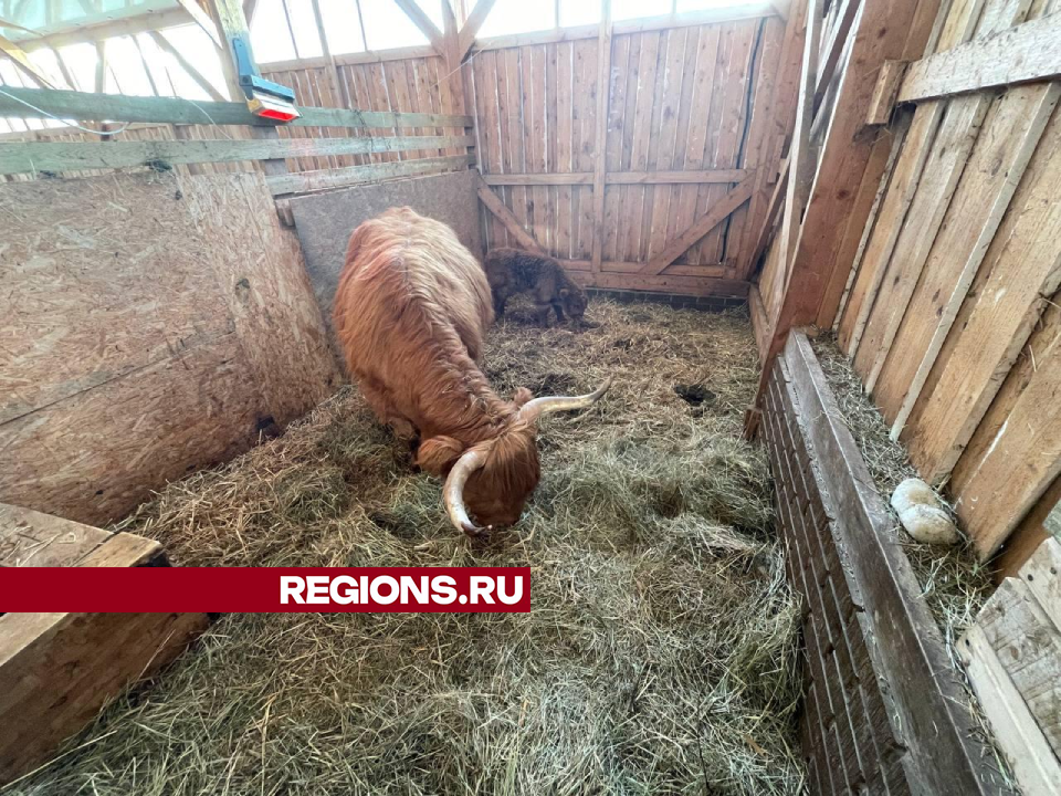 На теленка шотландской породы из Дмитрова обратили внимание в Минсельхозе