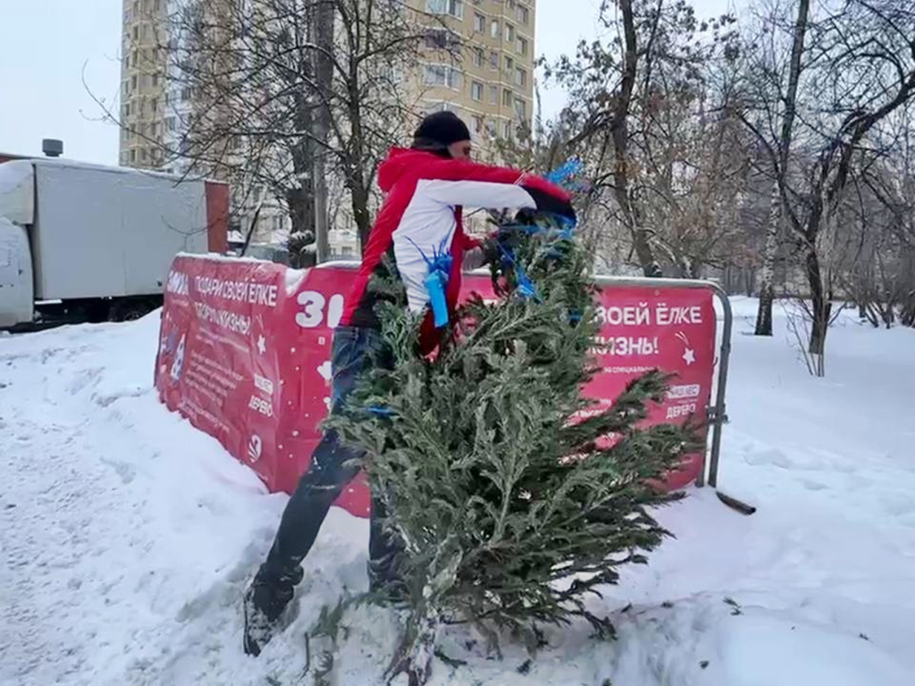 Куда можно сдать новогоднюю елку в Большом Серпухове