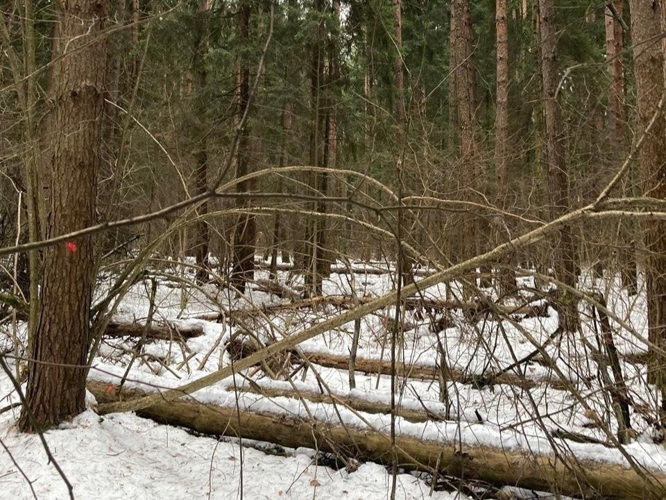 Звенигородские лесничие уберут гнилые деревья возле Жаворонков