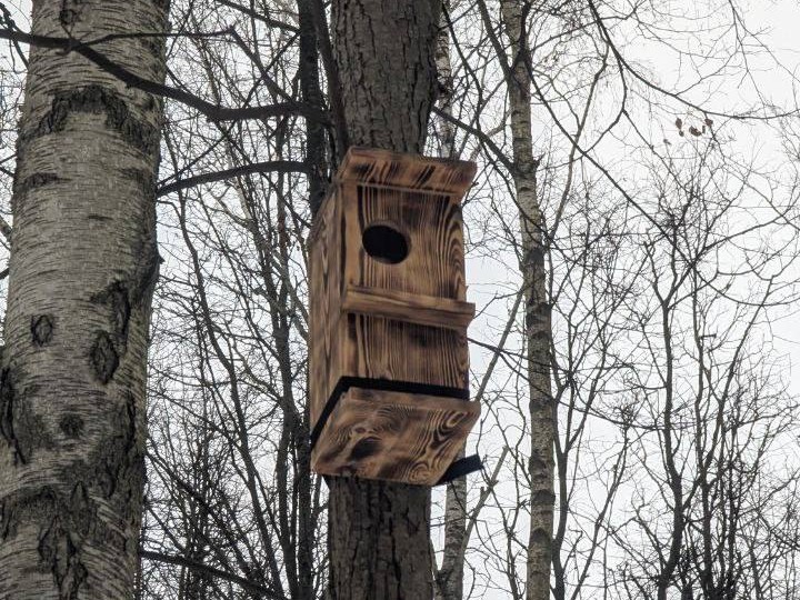 В красногорском парке развесили домики для бельчат