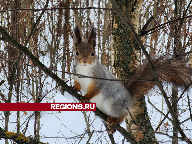 Жители Солнечногорска помогают пережить холода белкам в парке Победы