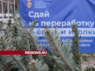 В Лобне открылись семь пунктов приема новогодних деревьев