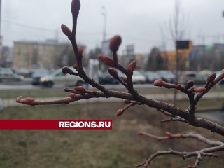 На деревьях в Мытищах набухли почки из-за аномального тепла