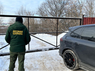 Лесная охрана выявила в Подольском лесничестве самовольно захваченные участки