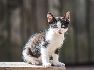 Пестрого котенка-путешественника из Бронниц доставят новым хозяевам прямо домой