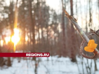 Грибы-дрожжалки пошли в лесах Воскресенска