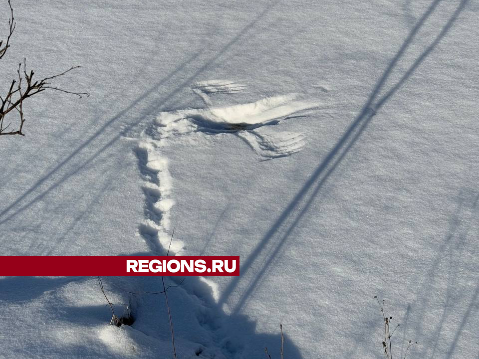 Опубликовано уникальное фото нападения хищной птицы в лесу под Дмитровом