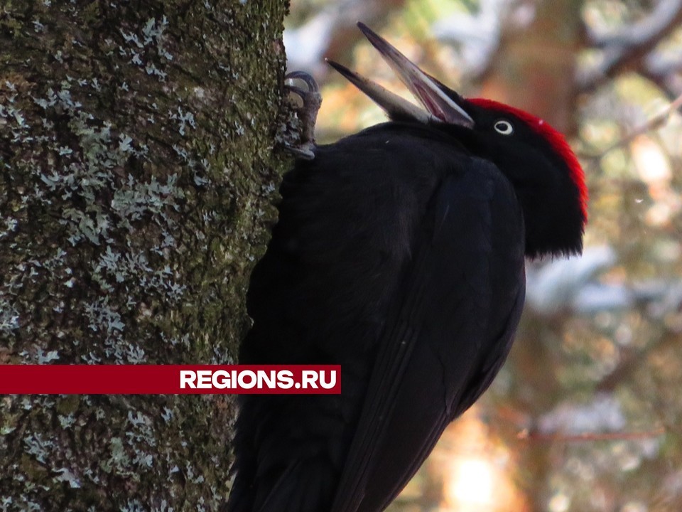 Николай из Жуковского привлекает этим дятлов к себе на балкон