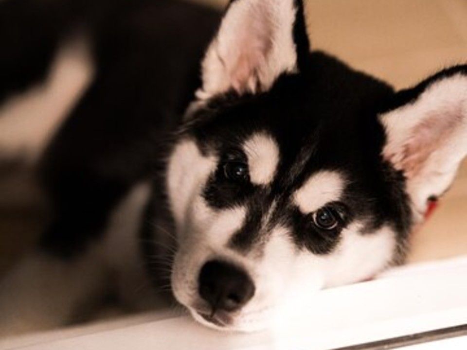 Пес породы сиба-ину с обаятельной улыбкой ищет дом в Клину