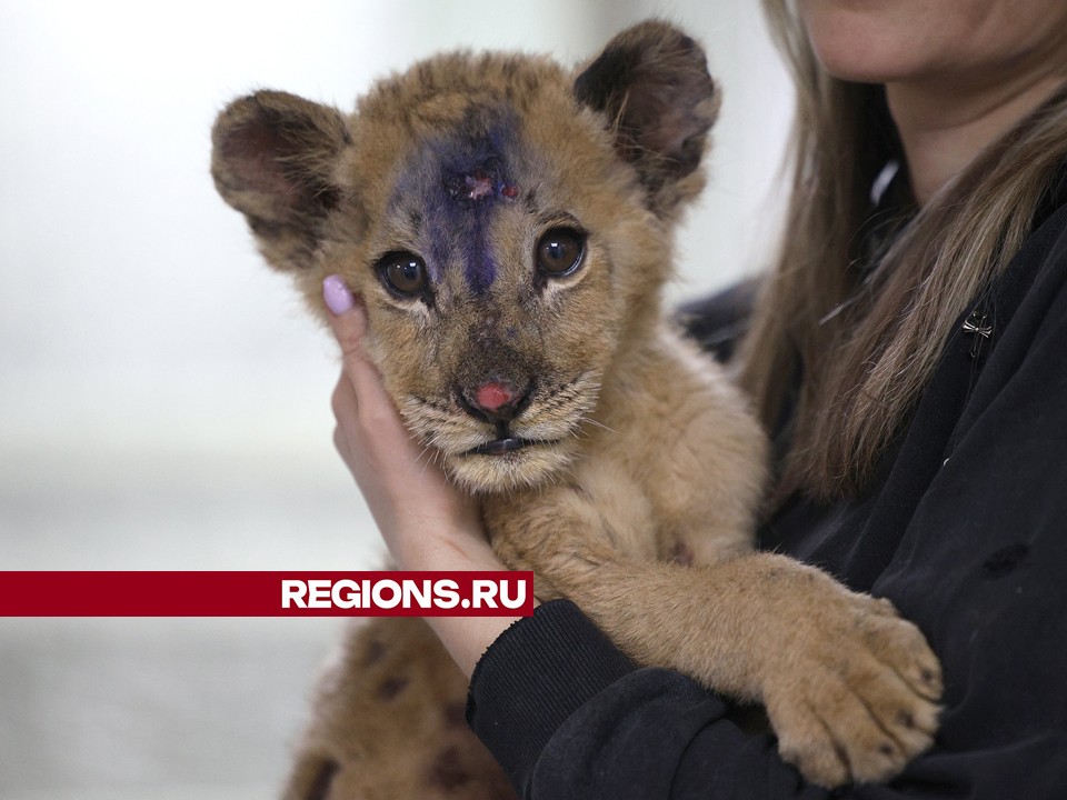 Избитого и истощенного львенка спасают под Дмитровом