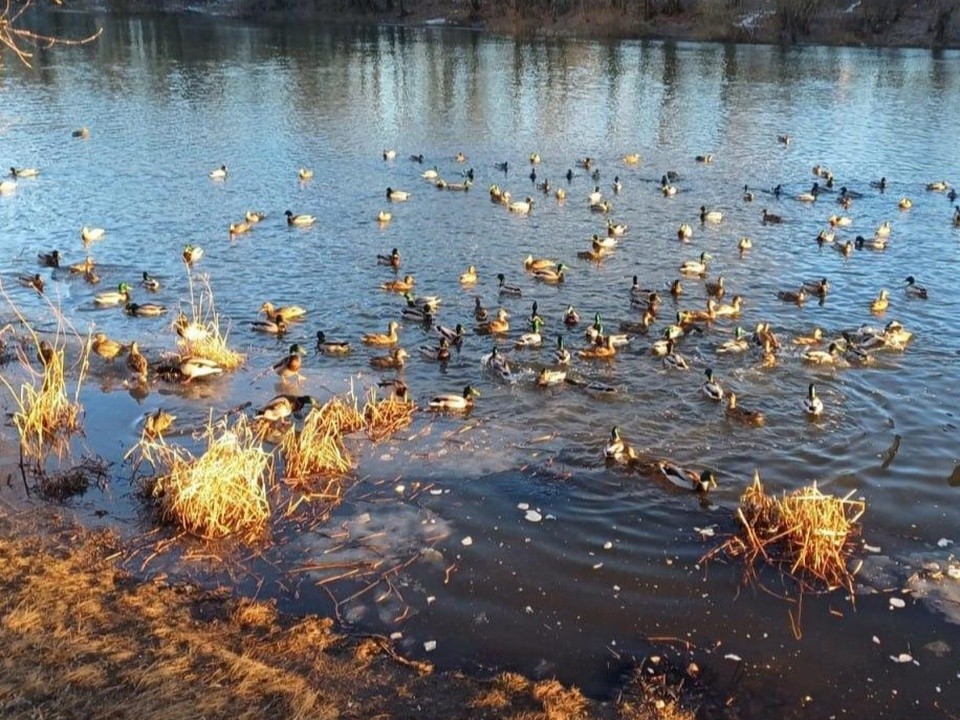 Школьники пересчитали воробьев и уток в Орехово-Зуеве