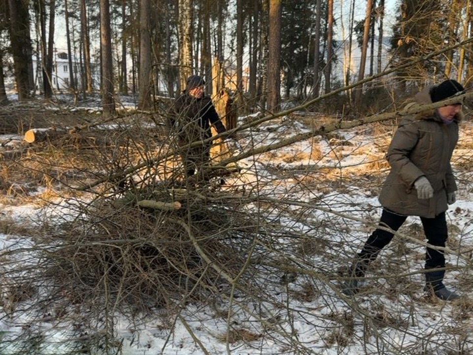 В Радовицком парке убрали территорию от старых деревьев