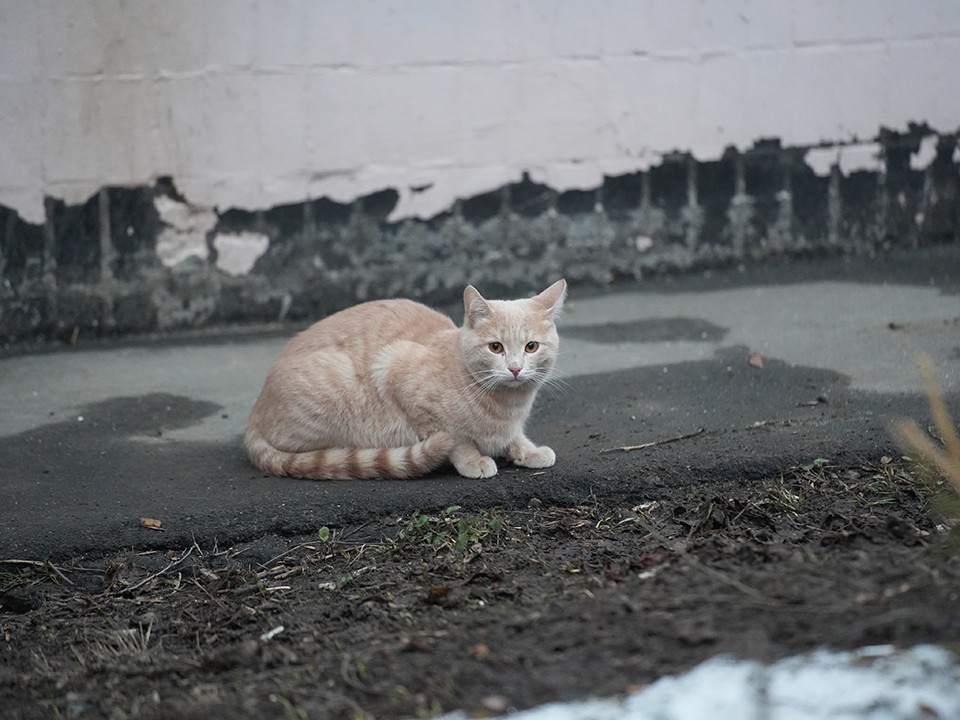 На улице Маяковского в Балашихе освободили замурованных в подвале кошек