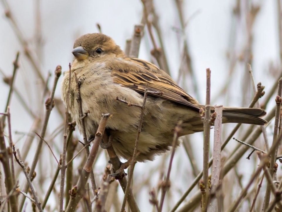 Тетерева и рогатые жаворонки: какую фауну стали встречать на берегу Оки в Кашире