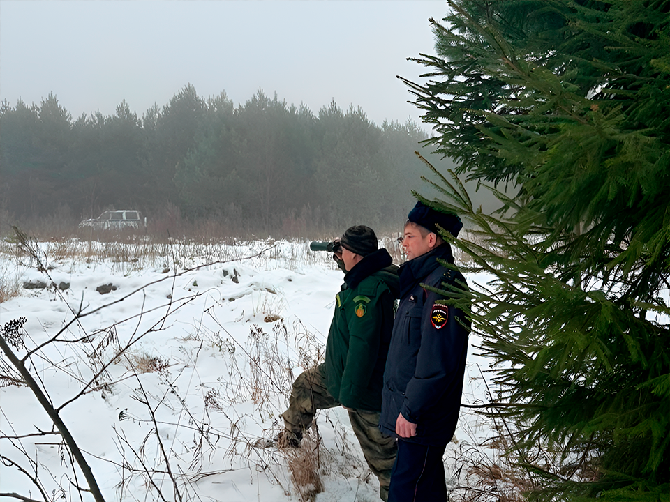 Зарайские лесничие не выявили ни одной незаконной рубки деревьев с начала  года