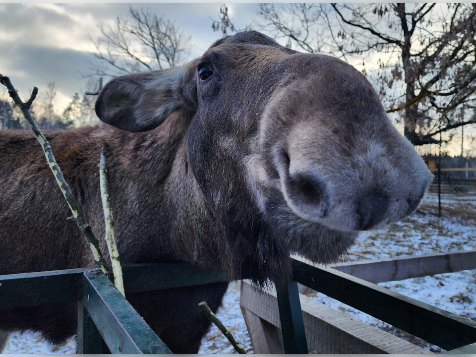 В Звенигороде выпадет снег 14 февраля