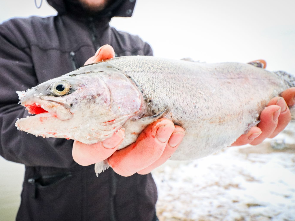 Чемпионат по зимней рыбалке пройдет на Можайском водохранилище 1 марта